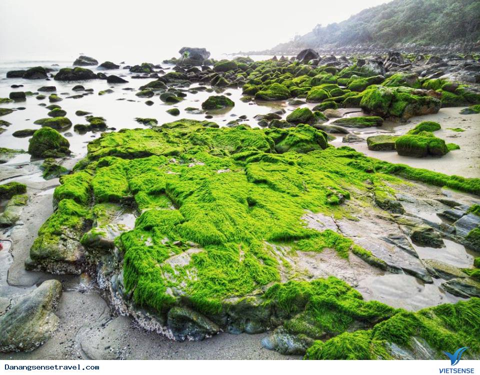 Đẹp mê hồn mùa rêu xanh mướt tại rạn Nam Ô Đà Nẵng - Ảnh 2 Đẹp mê hồn mùa rêu xanh mướt tại rạn Nam Ô Đà Nẵng - Ảnh 2