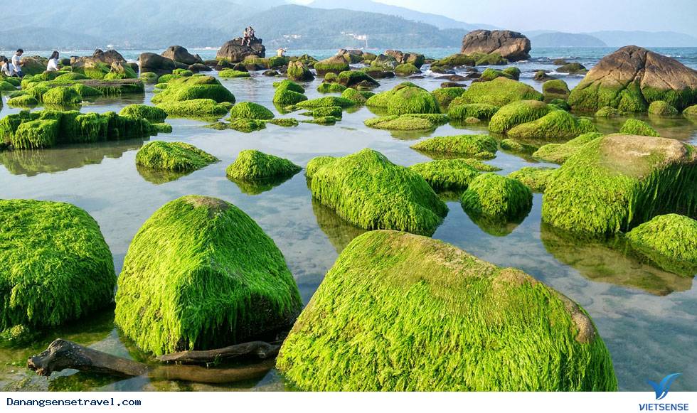 Đẹp mê hồn mùa rêu xanh mướt tại rạn Nam Ô Đà Nẵng - Ảnh 1 Đẹp mê hồn mùa rêu xanh mướt tại rạn Nam Ô Đà Nẵng - Ảnh 1