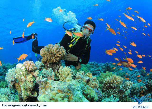 hành trình Cù Lao Chàm không quá 850 nghìn đồng - Ảnh 3