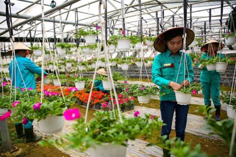 Dạ Yên Thảo kiều diễm - Ảnh 1 Dạ Yên Thảo kiều diễm - Ảnh 1