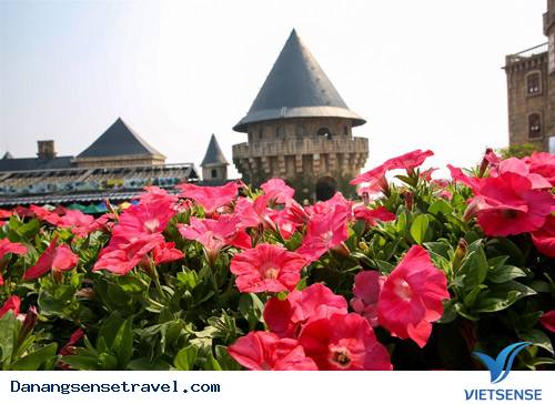 Hoa thanh anh Hoa thanh anh