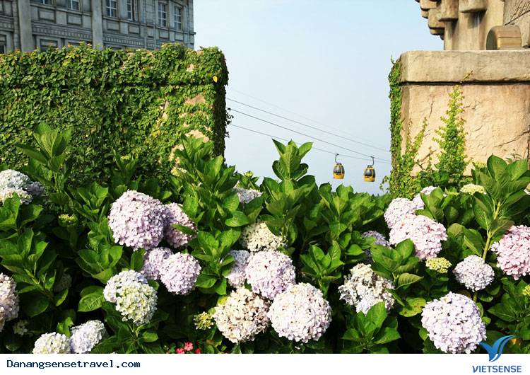 hành trình Đà Nẵng- Bà Nà ngắm những loài hoa đua nở - Ảnh 9 hành trình Đà Nẵng- Bà Nà ngắm những loài hoa đua nở - Ảnh 9