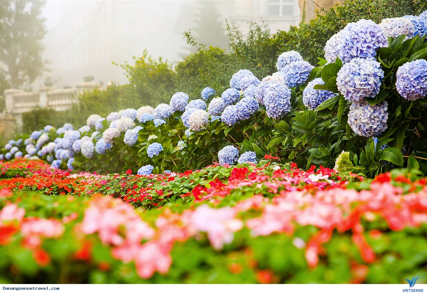 hành trình Đà Nẵng- Bà Nà ngắm những loài hoa đua nở - Ảnh 2 hành trình Đà Nẵng- Bà Nà ngắm những loài hoa đua nở - Ảnh 2