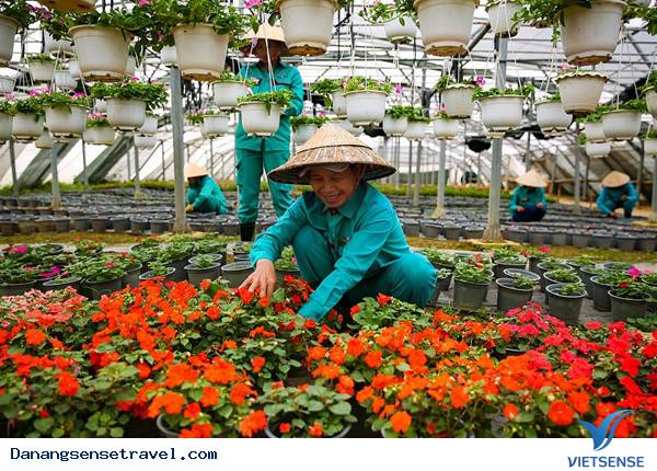 hành trình Đà Nẵng- Bà Nà ngắm những loài hoa đua nở - Ảnh 7 hành trình Đà Nẵng- Bà Nà ngắm những loài hoa đua nở - Ảnh 7