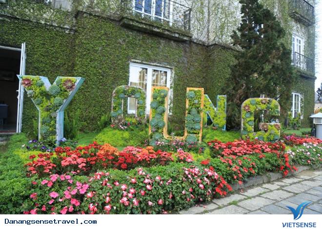 hành trình Đà Nẵng- Bà Nà ngắm những loài hoa đua nở - Ảnh 11 hành trình Đà Nẵng- Bà Nà ngắm những loài hoa đua nở - Ảnh 11