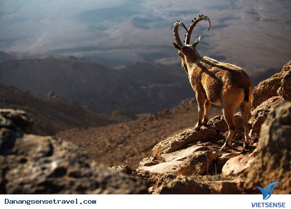 sơn dương trên đảo hòn chủa sơn dương trên đảo hòn chủa
