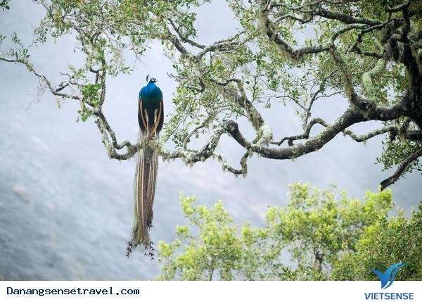 hành trình Đà Nẵng: New York Times bình chọn Đà Nẵng là Điểm đến của năm 2015 - Ảnh 6