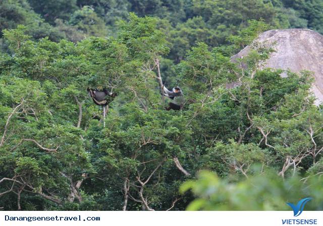 hành trình Đà Nẵng ngắm Bán Đảo Sơn Trà từ trên cao - Ảnh 8 hành trình Đà Nẵng ngắm Bán Đảo Sơn Trà từ trên cao - Ảnh 8