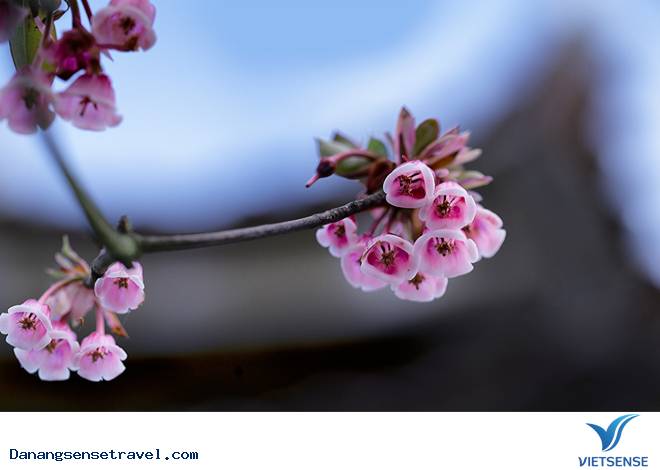 hành trình đầu xuân ngắm hoa đào chuông trên đỉnh Bà Nà - Ảnh 3