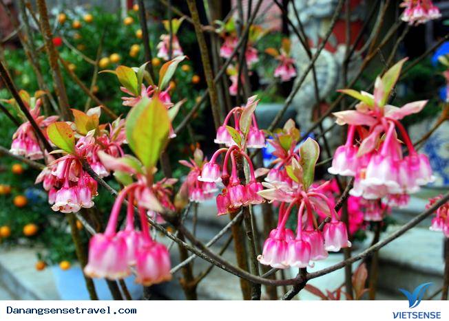 hành trình đầu xuân ngắm hoa đào chuông trên đỉnh Bà Nà - Ảnh 1