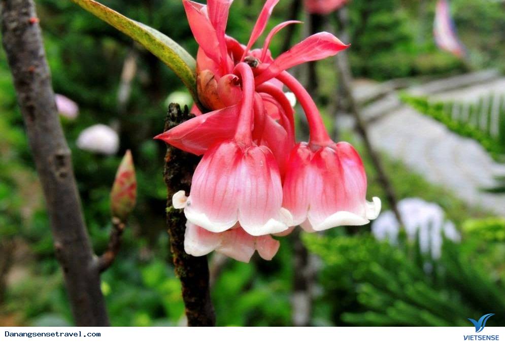 hành trình đầu xuân ngắm hoa đào chuông trên đỉnh Bà Nà - Ảnh 4