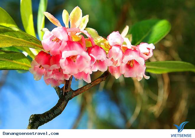 hành trình đầu xuân ngắm hoa đào chuông trên đỉnh Bà Nà - Ảnh 5