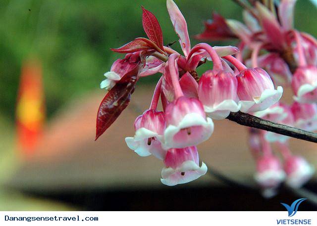 hành trình đầu xuân ngắm hoa đào chuông trên đỉnh Bà Nà - Ảnh 2