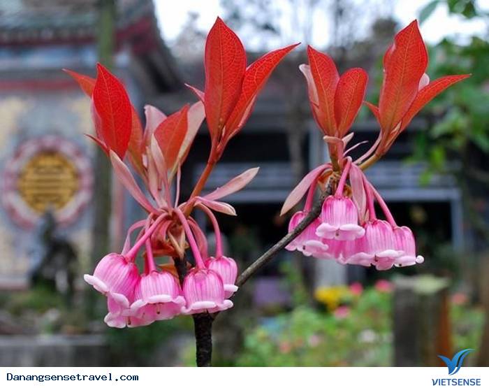 hành trình đầu xuân ngắm hoa đào chuông trên đỉnh Bà Nà - Ảnh 6