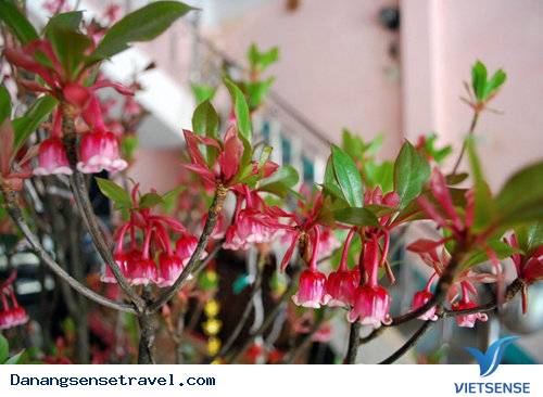 hành trình đầu xuân ngắm hoa đào chuông trên đỉnh Bà Nà - Ảnh 7