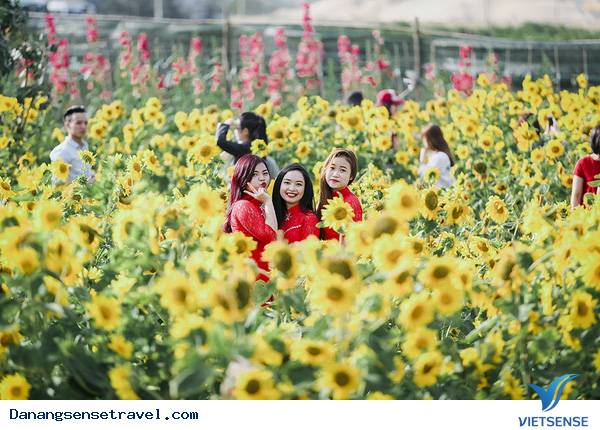Giới trẻ mãi mê ngắm vườn hoa hướng dương Đà Nẵng - Ảnh 1