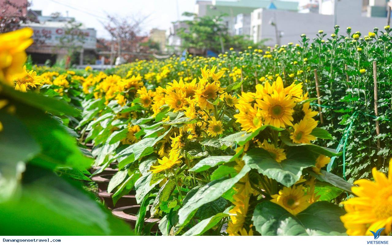Giới trẻ mãi mê ngắm vườn hoa hướng dương Đà Nẵng - Ảnh 4