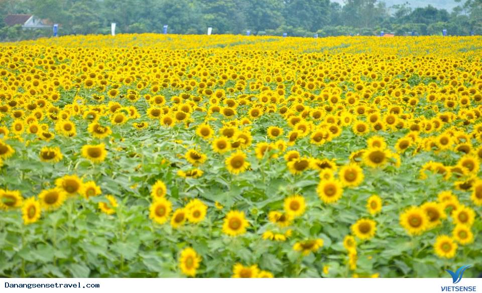 Giới trẻ mãi mê ngắm vườn hoa hướng dương Đà Nẵng - Ảnh 3