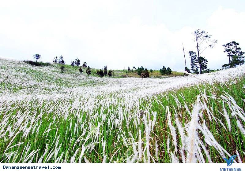 Hoa cỏ lau nở trắng Sơn Trà - Ảnh 4 Hoa cỏ lau nở trắng Sơn Trà - Ảnh 4