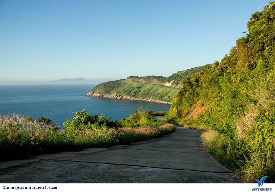 Hoa cỏ lau nở trắng Sơn Trà - Ảnh 2 Hoa cỏ lau nở trắng Sơn Trà - Ảnh 2