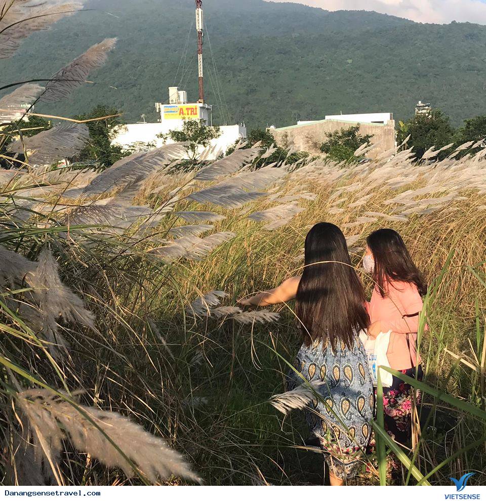 Hoa cỏ lau nở trắng Sơn Trà - Ảnh 6 Hoa cỏ lau nở trắng Sơn Trà - Ảnh 6