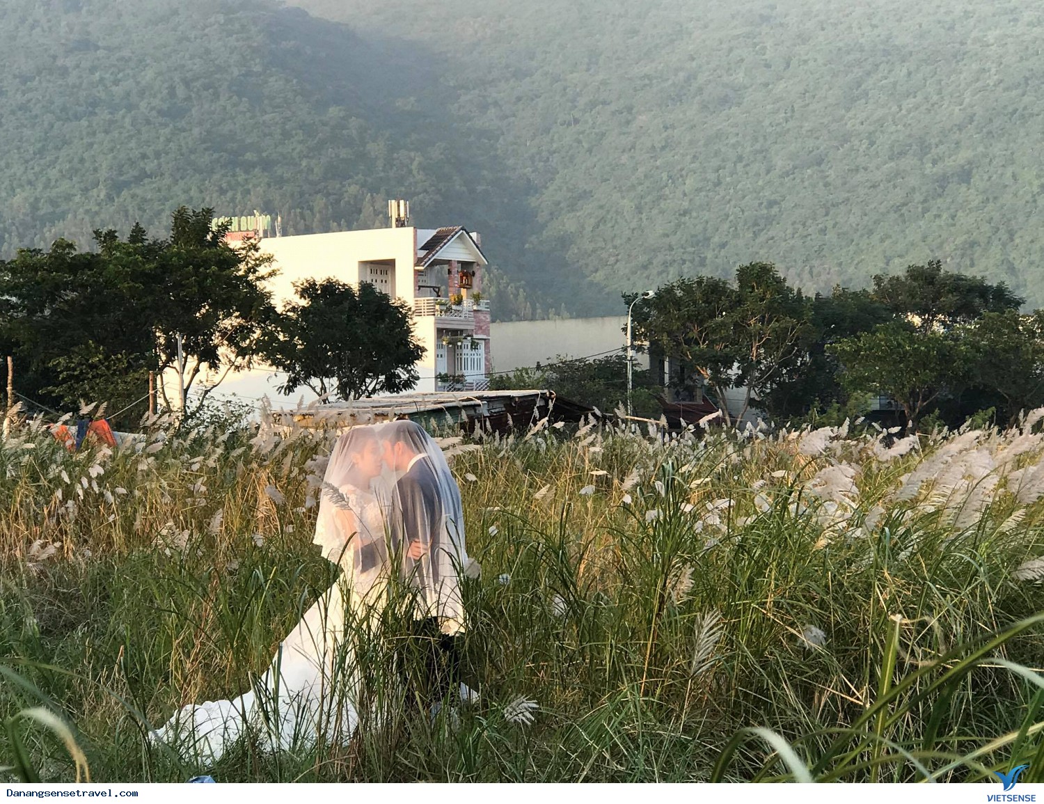 Hoa cỏ lau nở trắng Sơn Trà - Ảnh 5 Hoa cỏ lau nở trắng Sơn Trà - Ảnh 5