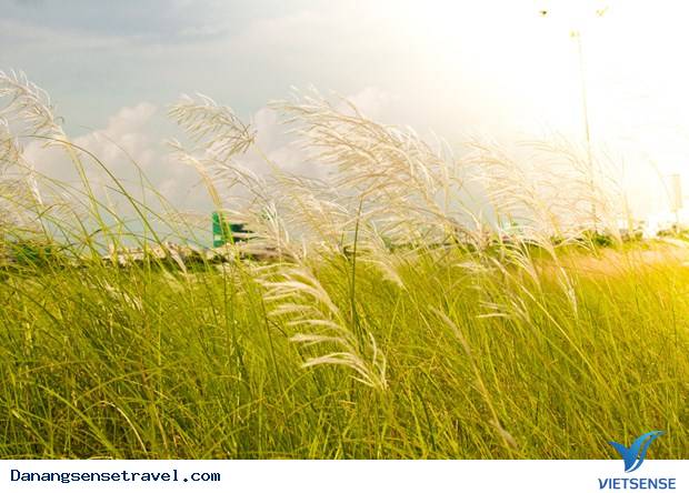 Hoa cỏ lau nở trắng Sơn Trà - Ảnh 3 Hoa cỏ lau nở trắng Sơn Trà - Ảnh 3