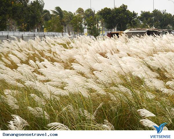 Hoa cỏ lau nở trắng Sơn Trà - Ảnh 7 Hoa cỏ lau nở trắng Sơn Trà - Ảnh 7