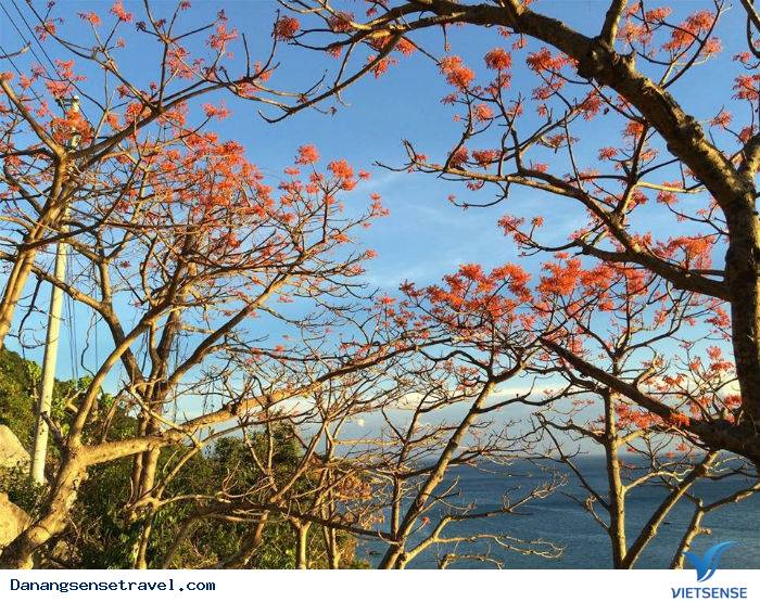 Hoa ngô đồng nở rộ trên đảo Cù Lao Chàm - Ảnh 4 Hoa ngô đồng nở rộ trên đảo Cù Lao Chàm - Ảnh 4