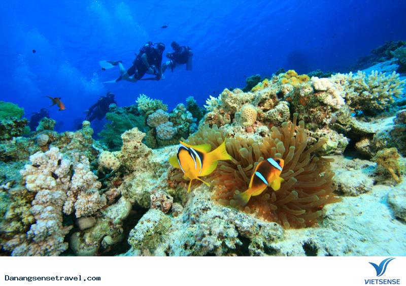 Hoa ngô đồng nở rộ trên đảo Cù Lao Chàm - Ảnh 5 Hoa ngô đồng nở rộ trên đảo Cù Lao Chàm - Ảnh 5