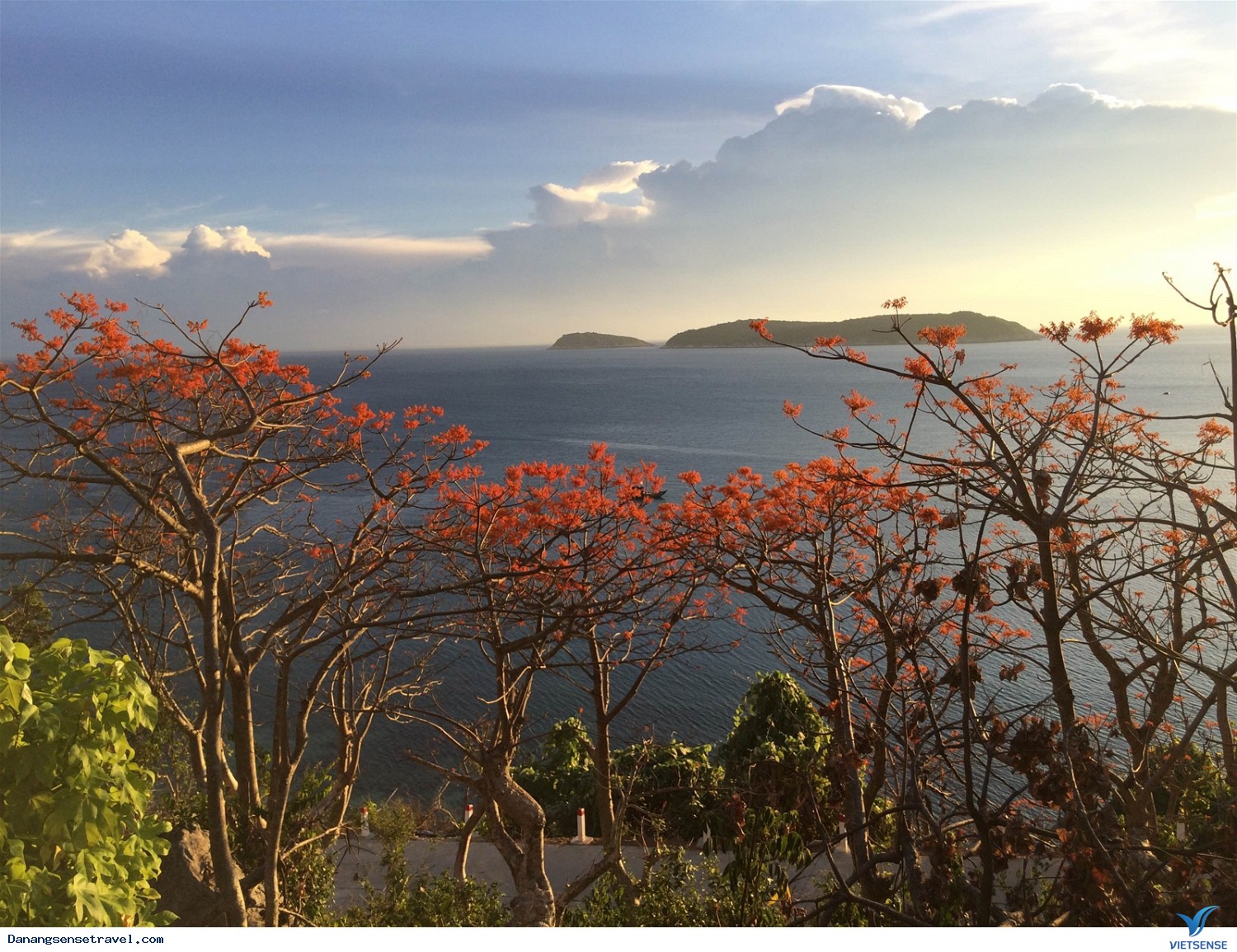 Hoa ngô đồng nở rộ trên đảo Cù Lao Chàm - Ảnh 3 Hoa ngô đồng nở rộ trên đảo Cù Lao Chàm - Ảnh 3