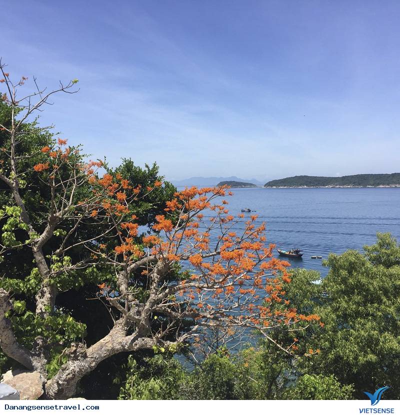 Hoa ngô đồng nở rộ trên đảo Cù Lao Chàm - Ảnh 2 Hoa ngô đồng nở rộ trên đảo Cù Lao Chàm - Ảnh 2