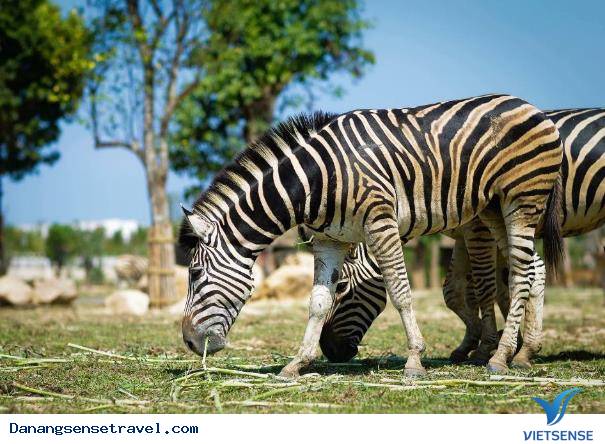 Hot rần rần cây thông lồng đèn cao nhất Việt Nam tại Hội An - Ảnh 6 Hot rần rần cây thông lồng đèn cao nhất Việt Nam tại Hội An - Ảnh 6