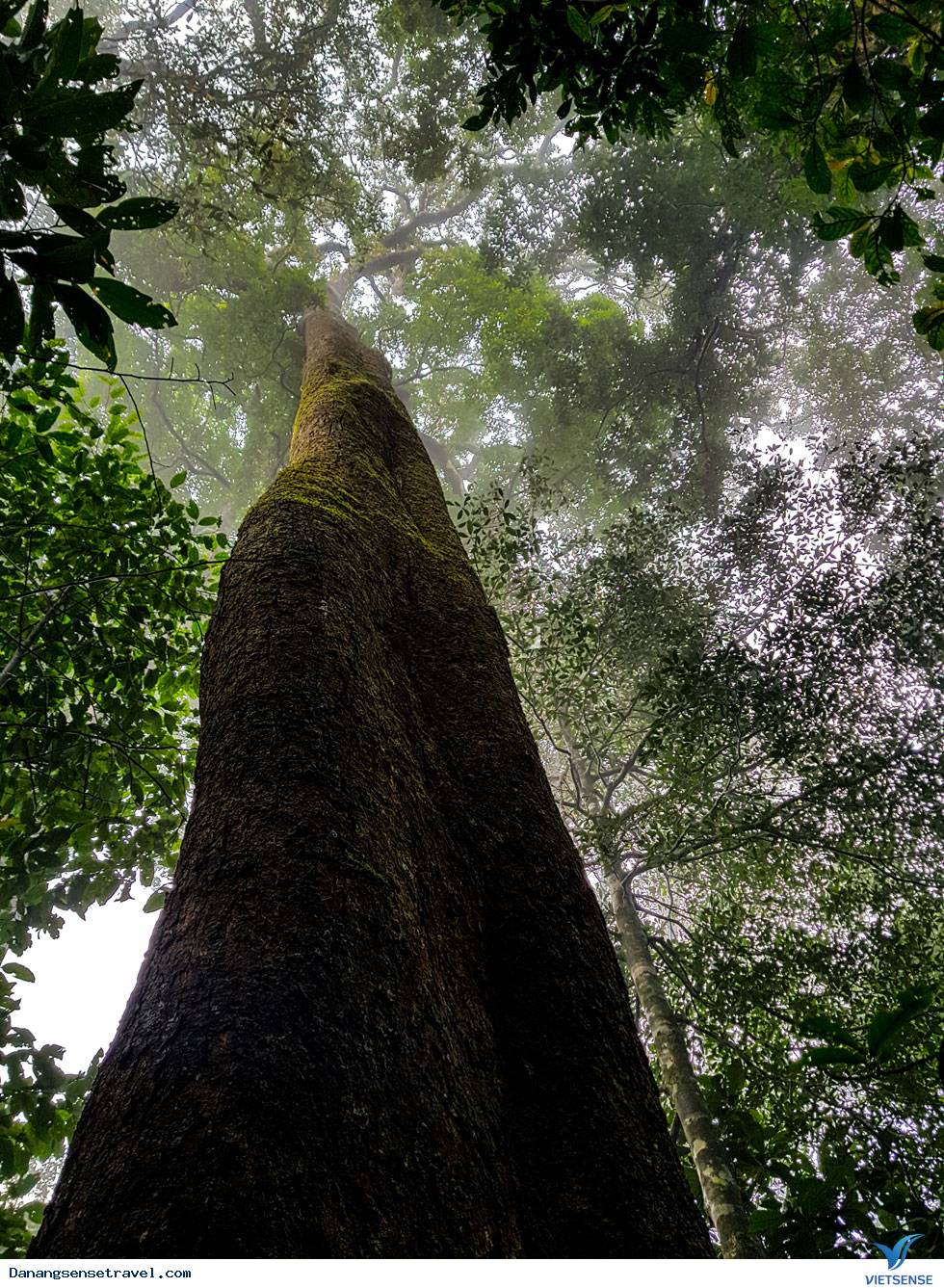 Khám phá đỉnh Mây Mù nơi không gian huyền ảo - Ảnh 5