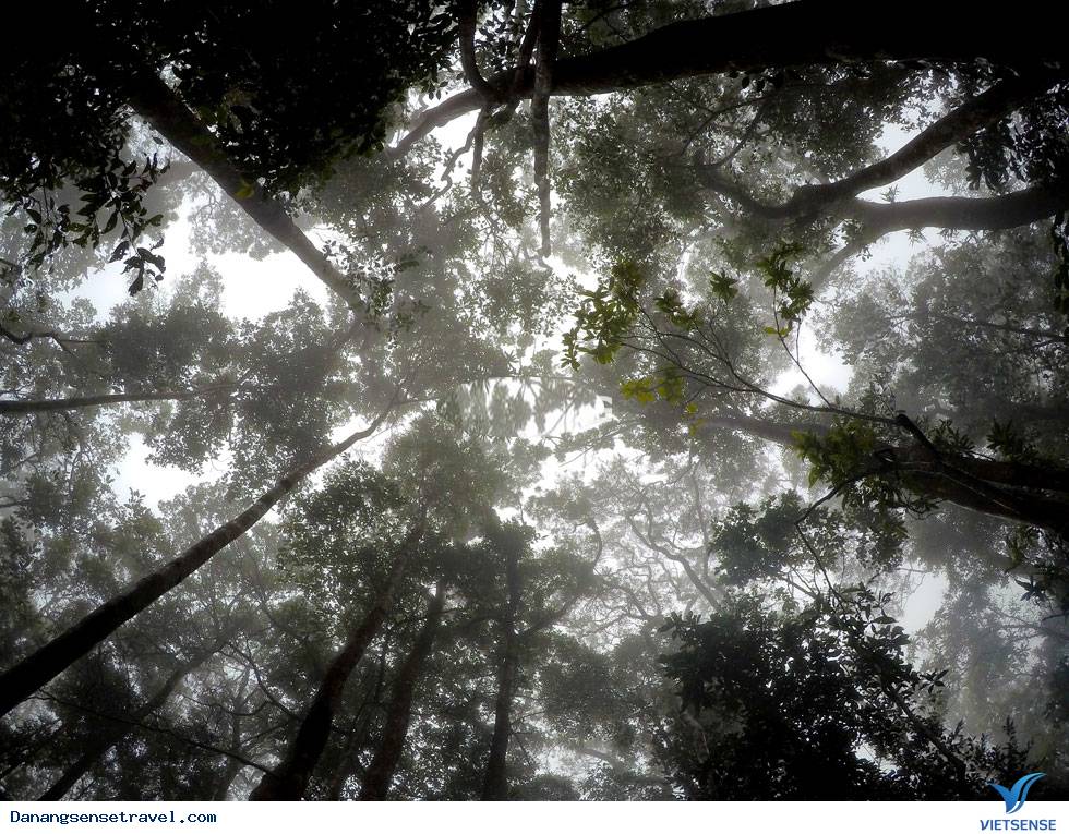 Khám phá đỉnh Mây Mù nơi không gian huyền ảo - Ảnh 1