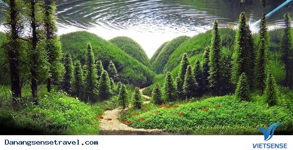 Khám phá rừng thông Bồ Bồ Đà Nẵng - Ảnh 1 Khám phá rừng thông Bồ Bồ Đà Nẵng - Ảnh 1