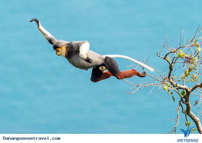 Khơi dậy niềm đam mê từ loài Voọc - Ảnh 2