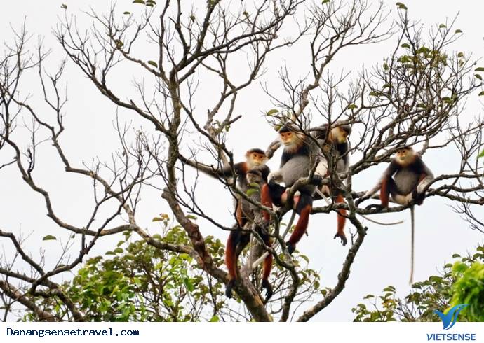 Khơi dậy niềm đam mê từ loài Voọc - Ảnh 4