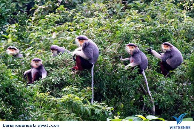 Khơi dậy niềm đam mê từ loài Voọc - Ảnh 1