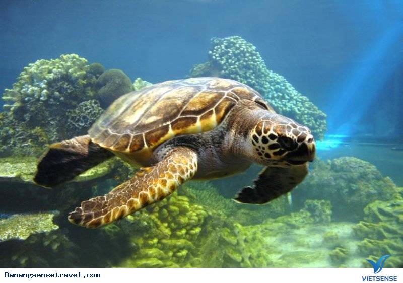 khu bảo tồn rùa biển tại Cù Lao Chàm - Ảnh 3 khu bảo tồn rùa biển tại Cù Lao Chàm - Ảnh 3