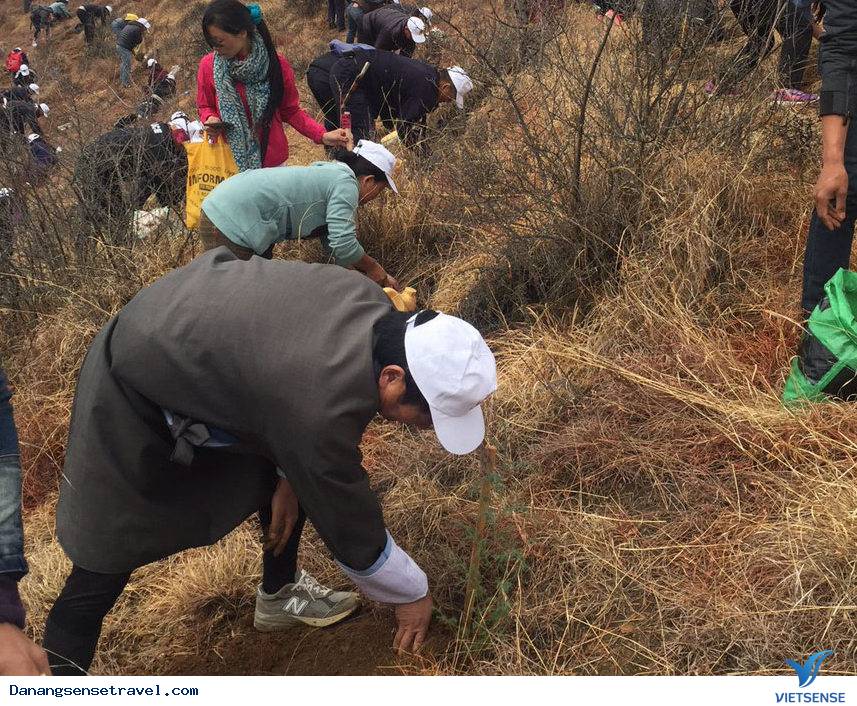 khu bảo tồn rùa biển tại Cù Lao Chàm - Ảnh 1 khu bảo tồn rùa biển tại Cù Lao Chàm - Ảnh 1
