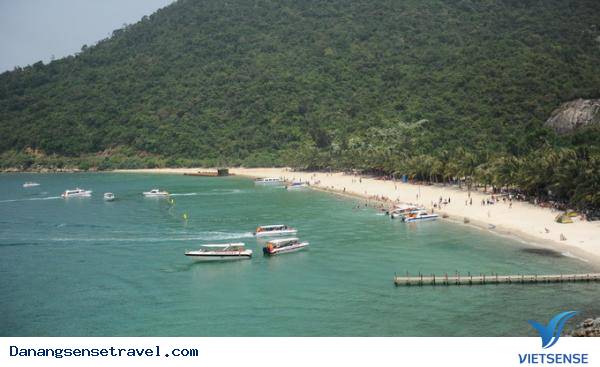 khu bảo tồn rùa biển tại Cù Lao Chàm - Ảnh 2 khu bảo tồn rùa biển tại Cù Lao Chàm - Ảnh 2