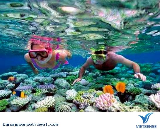 Lặn biển ngắm san hô tại Đà Nẵng - Ảnh 1 Lặn biển ngắm san hô tại Đà Nẵng - Ảnh 1