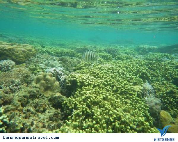 Lặn ngắm san hô dưới đáy biển Cù Lao Chàm - Ảnh 3 Lặn ngắm san hô dưới đáy biển Cù Lao Chàm - Ảnh 3