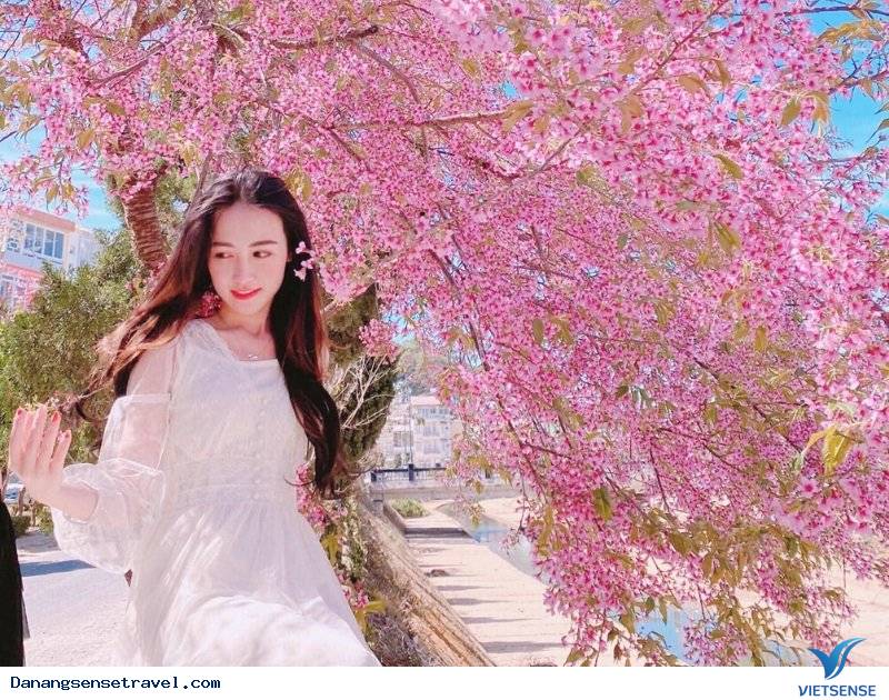 Lễ hội Hanami: Ngắm hoa anh đào - Đón may mắn Lễ hội Hanami: Ngắm hoa anh đào - Đón may mắn