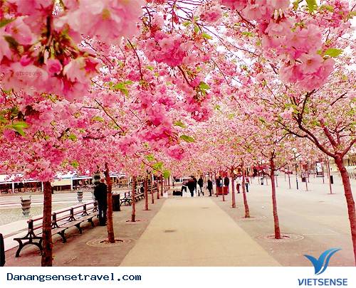 Lễ hội hoa anh đào tại Đà Nẵng - Ảnh 3