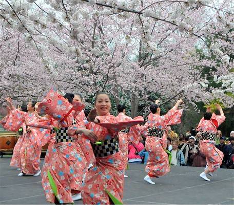 Lễ hội hoa anh đào tại Đà Nẵng - Ảnh 2