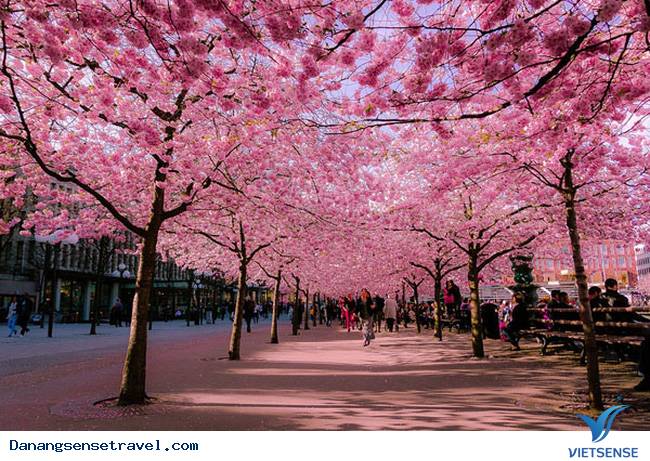 Lễ hội hoa anh đào tại Đà Nẵng - Ảnh 1