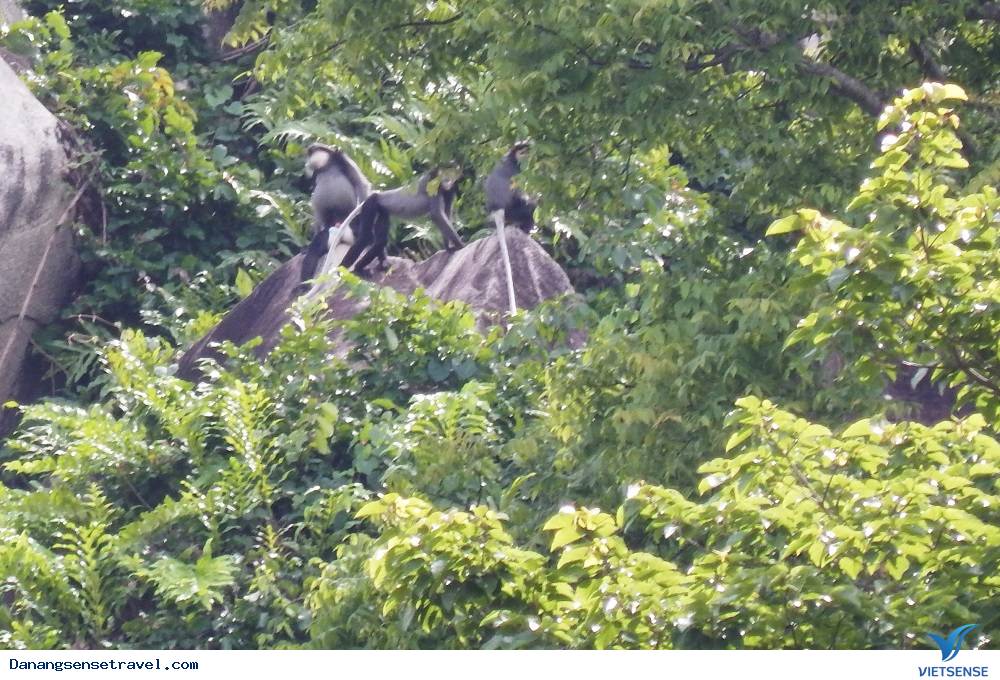 Một ngày phượt tại Bán đảo Sơn Trà- Đà Nẵng - Ảnh 5 Một ngày phượt tại Bán đảo Sơn Trà- Đà Nẵng - Ảnh 5