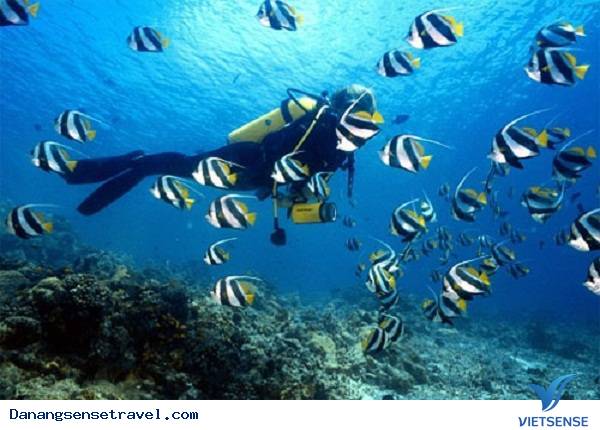 Một ngày phượt tại Bán đảo Sơn Trà- Đà Nẵng - Ảnh 6 Một ngày phượt tại Bán đảo Sơn Trà- Đà Nẵng - Ảnh 6